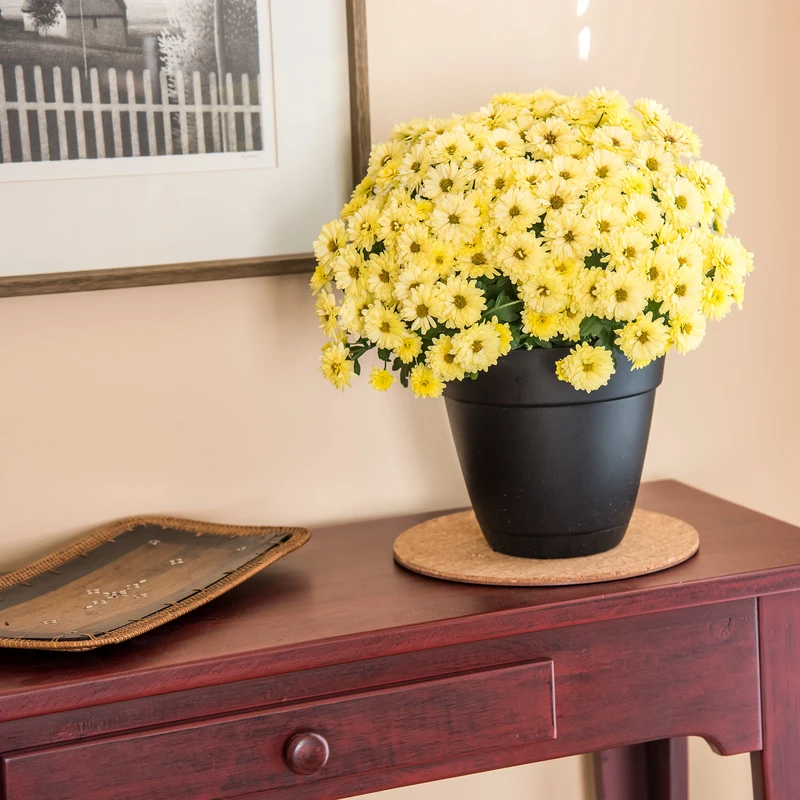 Cork Plant Saucer Mat, 8 In.